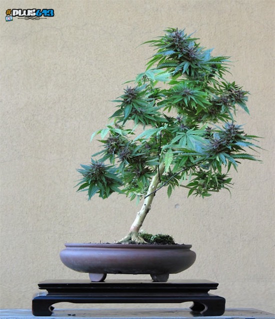 Cannabis bonsai