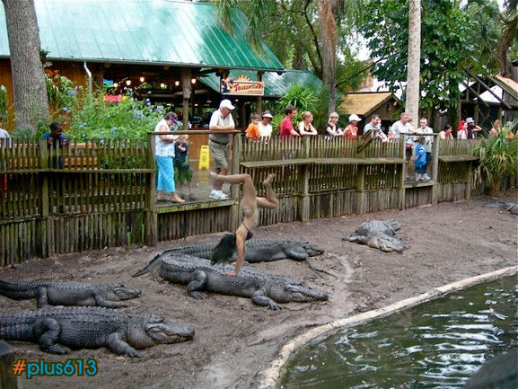 Alligator farm show