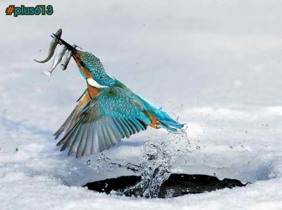 Kingfisher... the fishing king