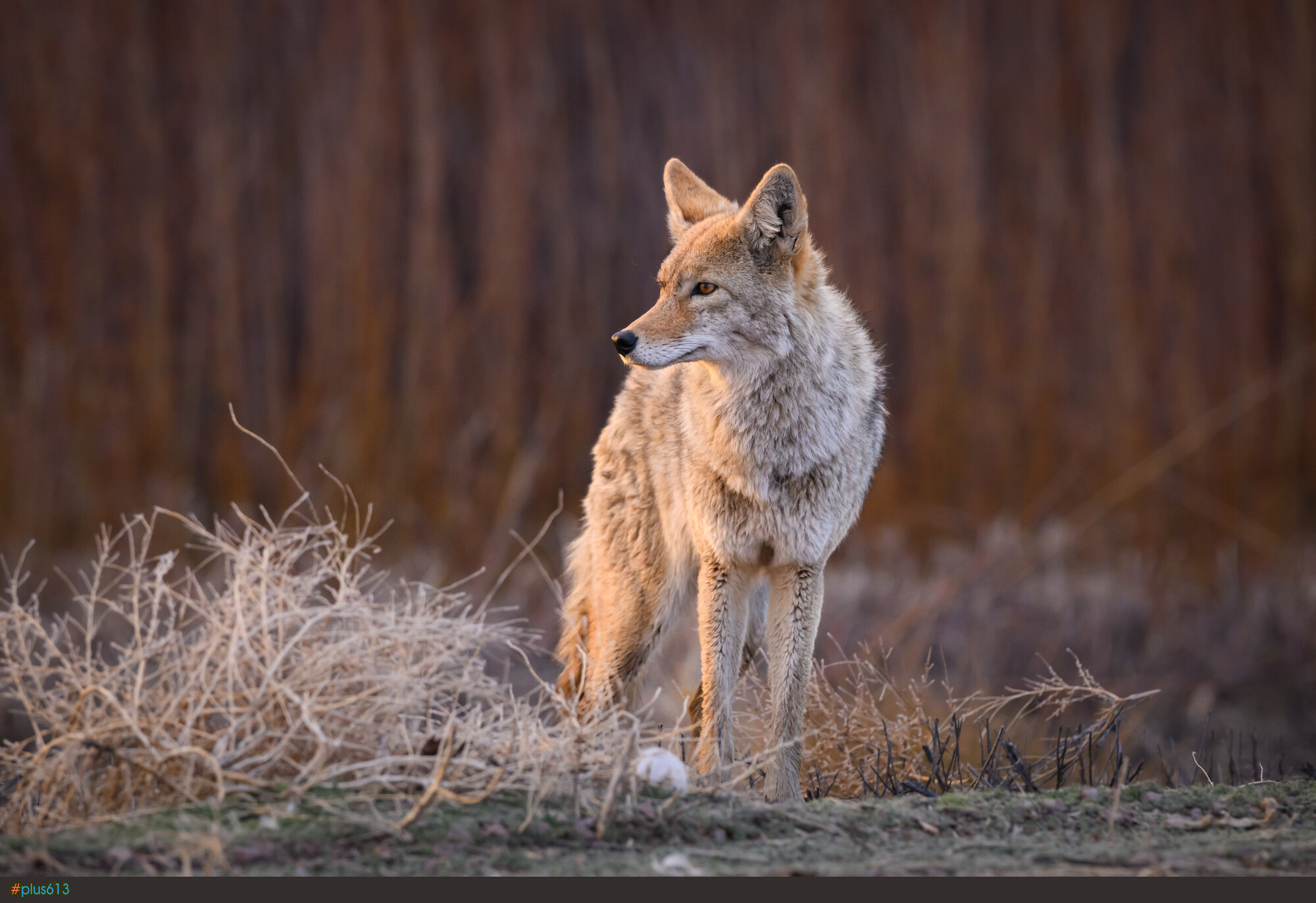 "Ghosts of New Mexico" by Namir Khandker