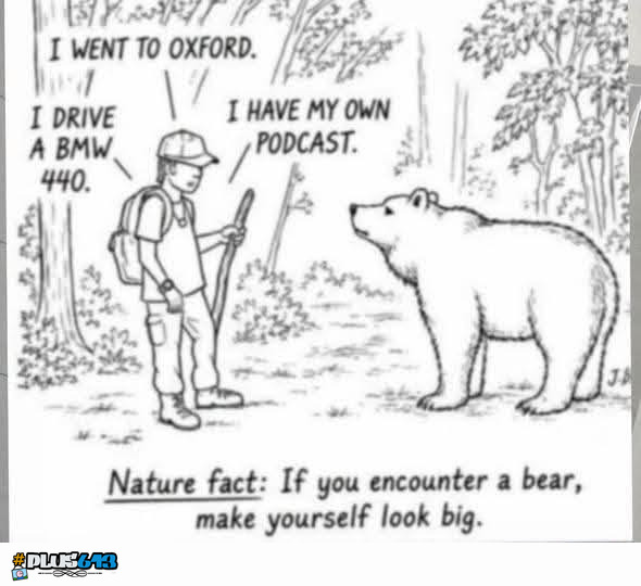 Bear don't care