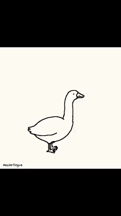 Ducks 