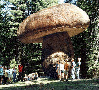 giant mushroom in Oregon that is over 2,400 years old