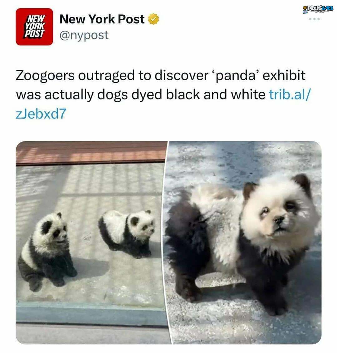 New York Zoo caught in the act. Probably.