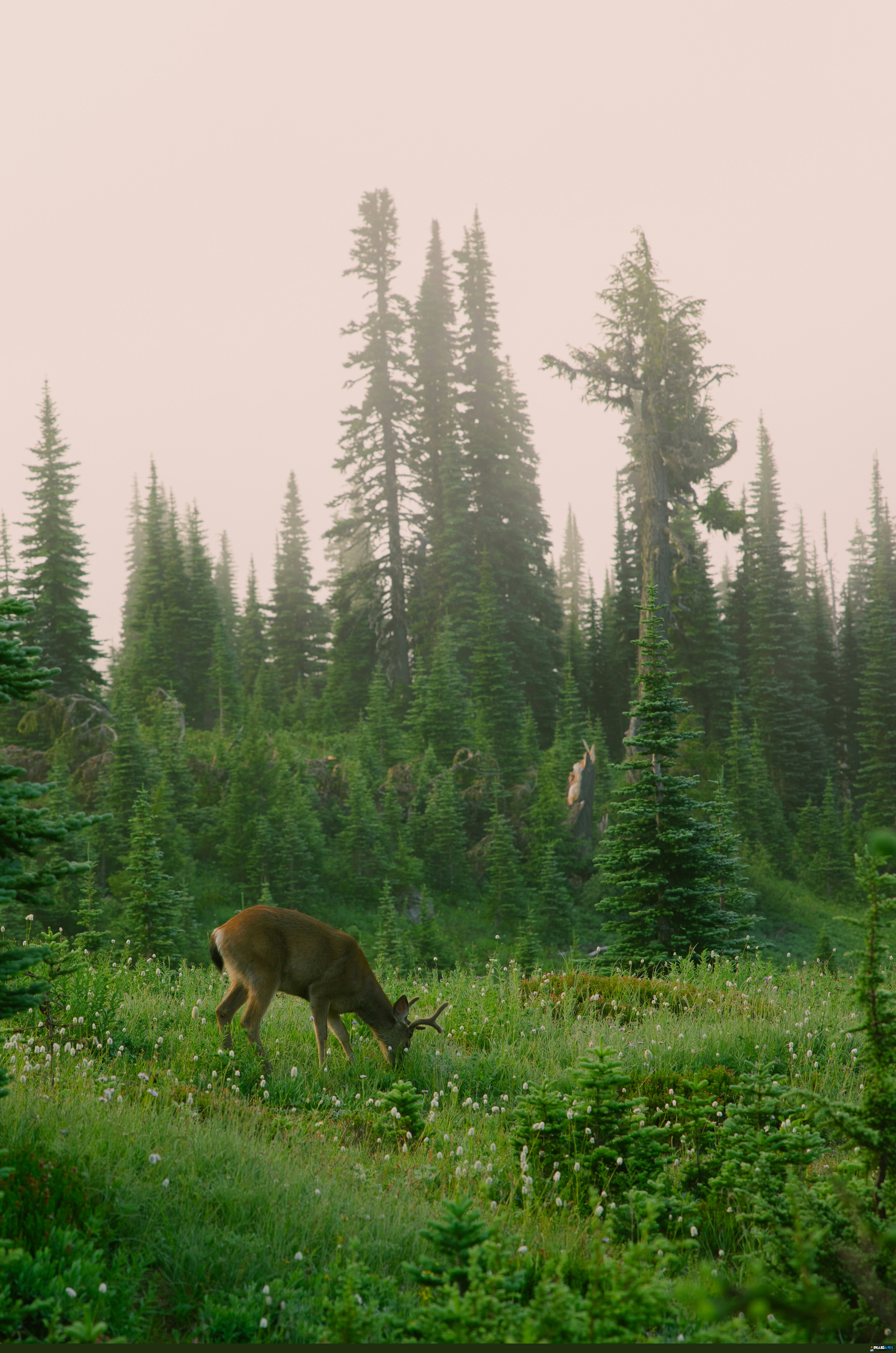 A deer grazing in a misty meadow surrounded by tall evergreen trees by Emma Swoboda