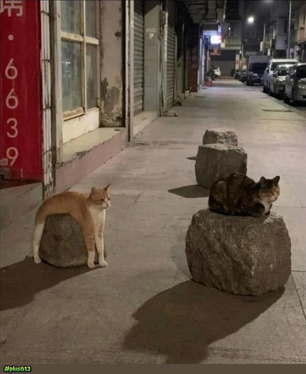 Cat rock