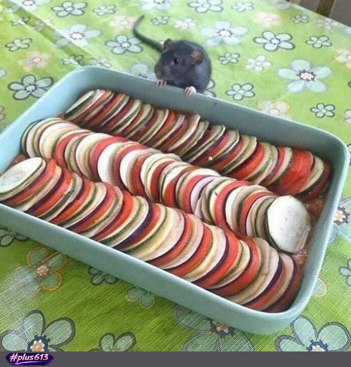 Ratatouille 2: The rats are back
