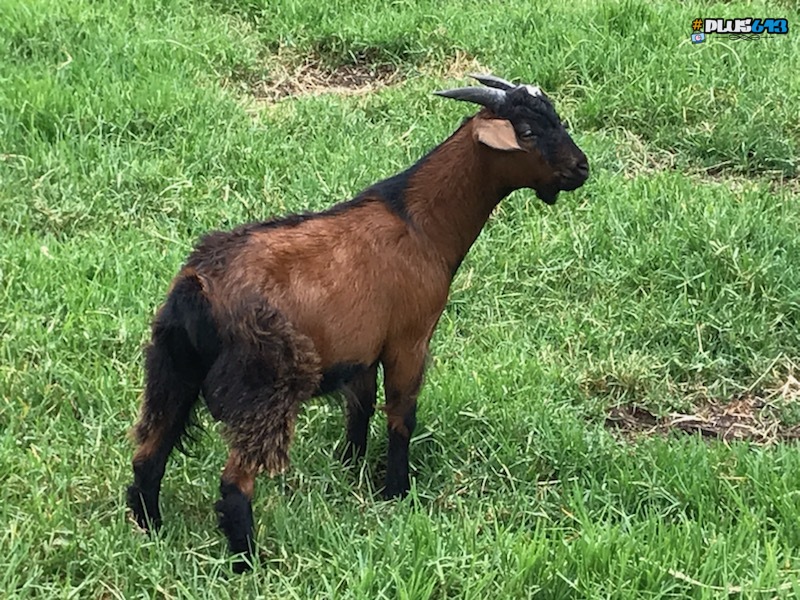 goats goats goats