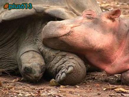 hippo and tortoise e-mail