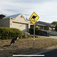 kangaroos