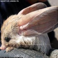 cute but what is it?