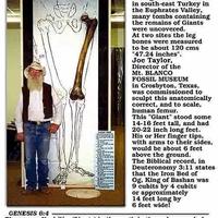 14-16 feet tall
