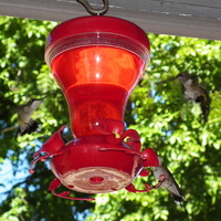 Three Little Birds