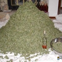 Sticky bud