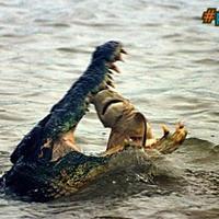 Crocodile devours shark in battle Down Under
