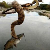 Texan fishin pole