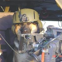 The Dogs of War