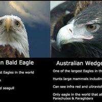 The US symbol versus the wedgie