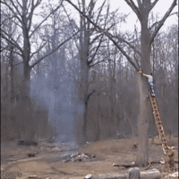 "THIS IS HOW WE TRIM DA TREES, DOO DAH DOO DAH"