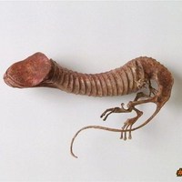 Knob-a-saurus  