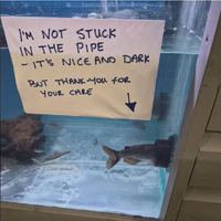 fish stuck in the pipe