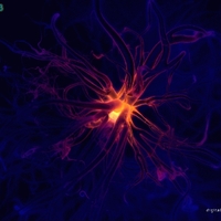 neurons