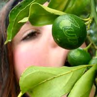 7 up limon farm