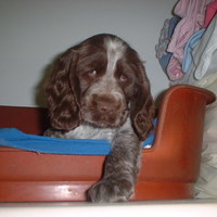 One of my Pups