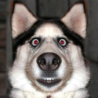scooby doo's cousin
