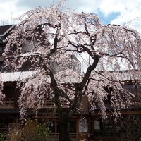 Kyoto 5