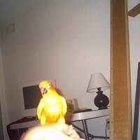 Birdie