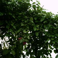 Green Colour
