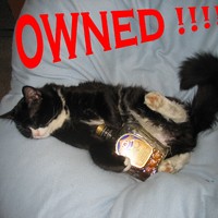 my cat after a party