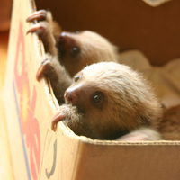 Box of sloths