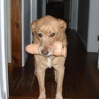dog do it good