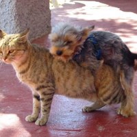 Oooh Pussy!