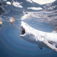 I eat you stupid humans!