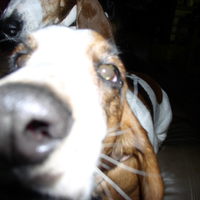My dogs smell something...is it you?