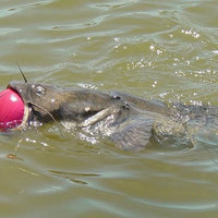 Thts Y fish r dum