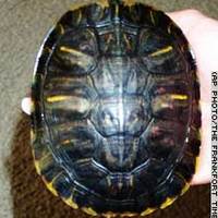 The Devil Turtle