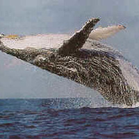 Schiller's lady swimming in the Atlantic Ocean