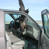 Bit too close to a spread eagle