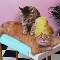 The cat massage