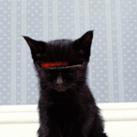 Knight Rider cat