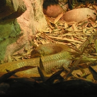 a rather vicious snake