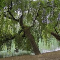 trees by the pond