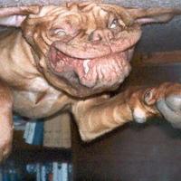 don`t say my dogs not  cute