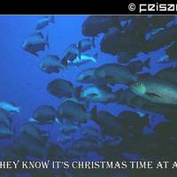 It's Christmas Time!