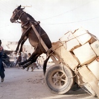 Dont overload your donkey .....