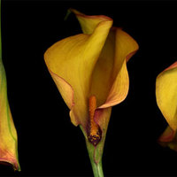 Calla Lilies 5
